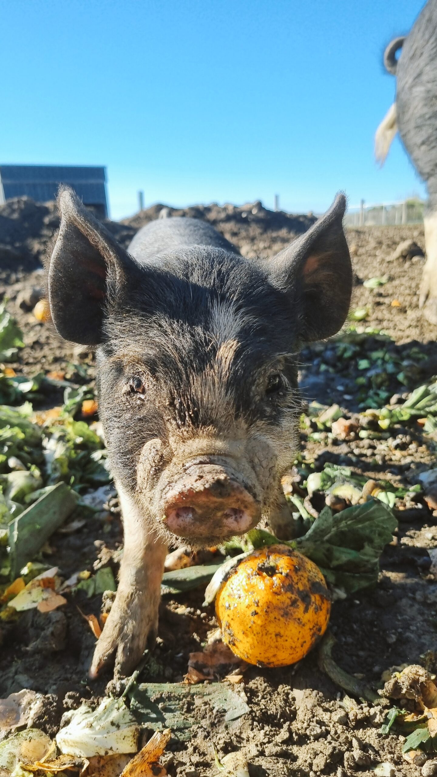 berkshire pig