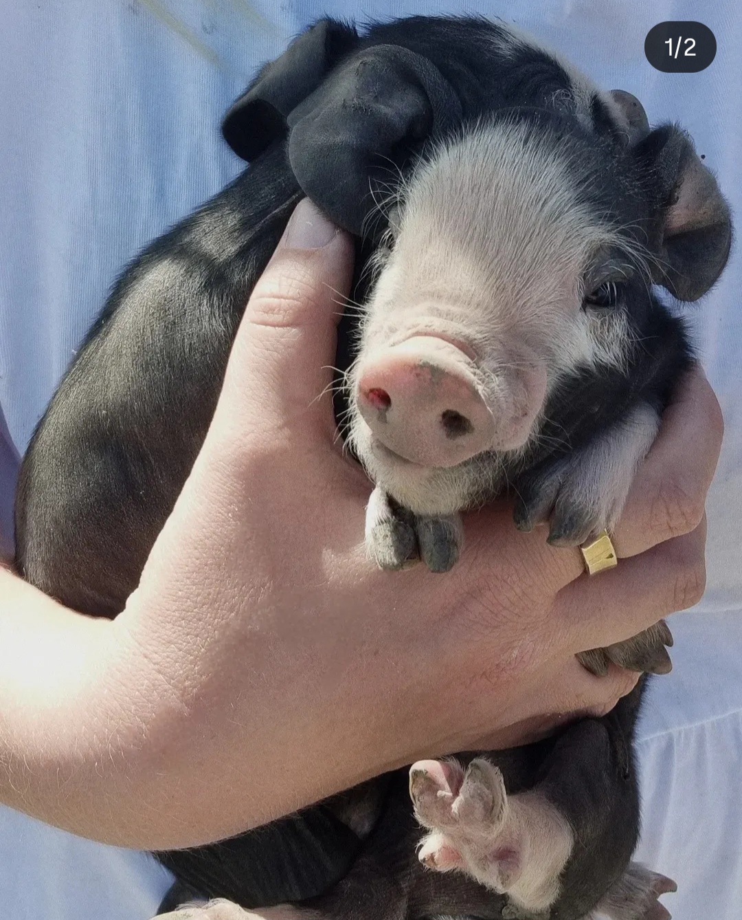 berkshire pig