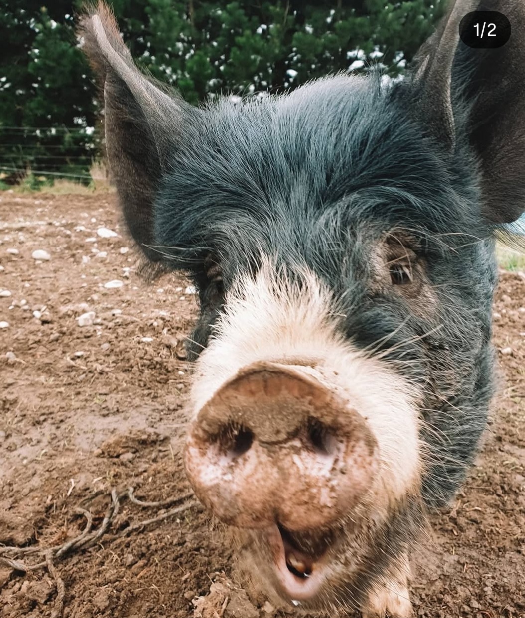 berkshire pig
