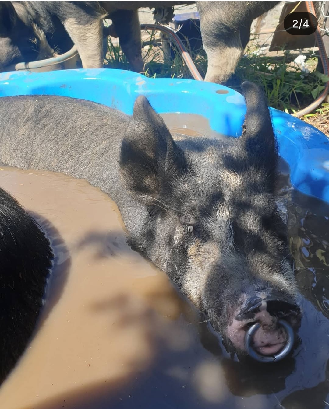 berkshire pig