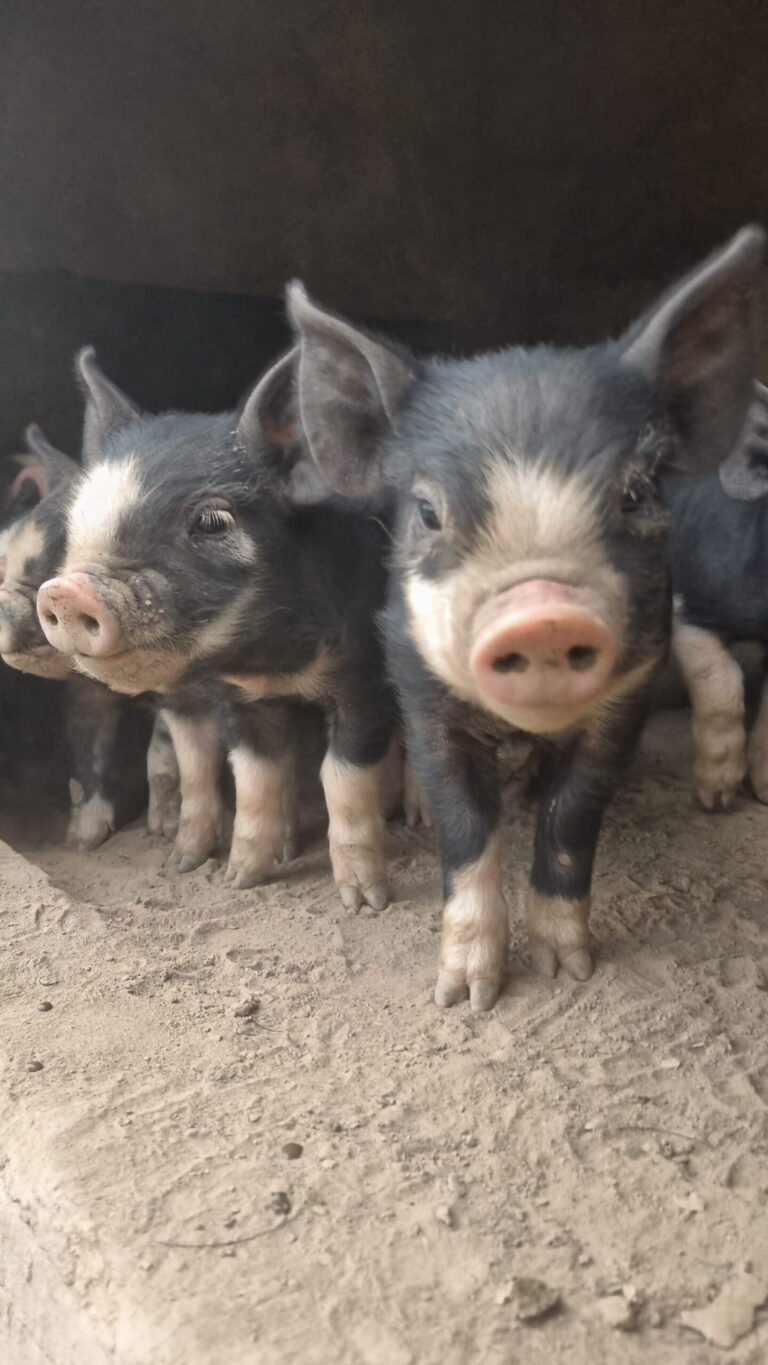 berkshire piglets