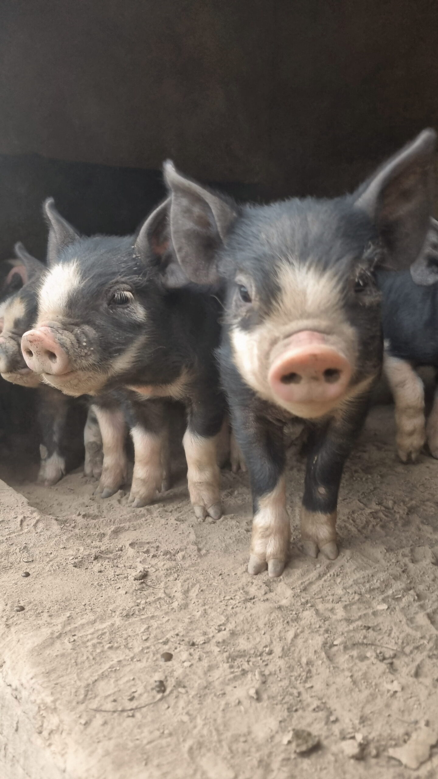 berkshire piglets