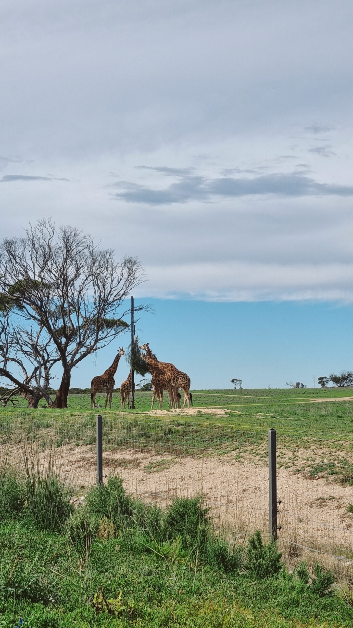 Monarto Safari Resort with Kids