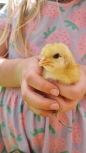 Hatching Chicks Under a Broody Hen: Our experience on our lifestyle block