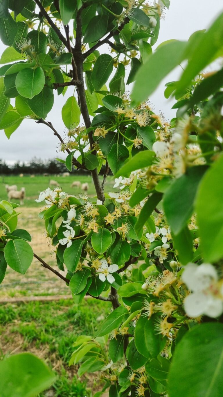Spring on the Lifestyle Block: Lambs, Strawberries, Troughs & Labour Weekend Planting